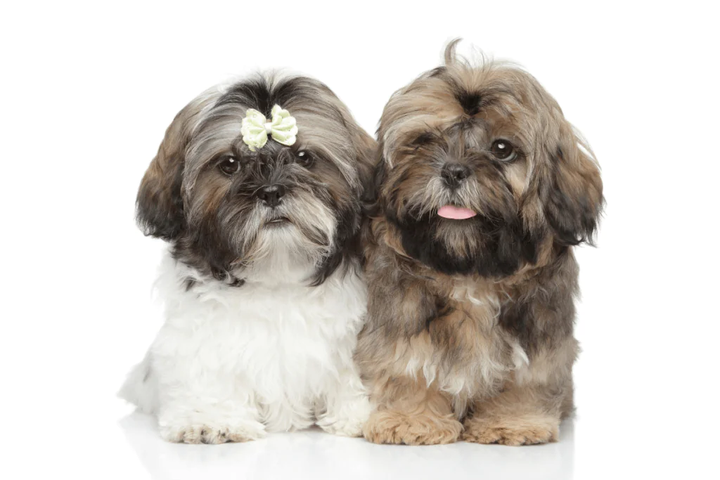 Cuidar de Shih Tzu de 45 Dias