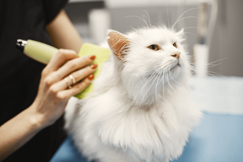 Tosa em gatos - Tosa higiênica: quando e como fazer