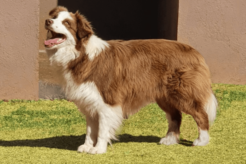 Border Collie Marrom deitado na grama, destacando sua pelagem única e expressão atenta.