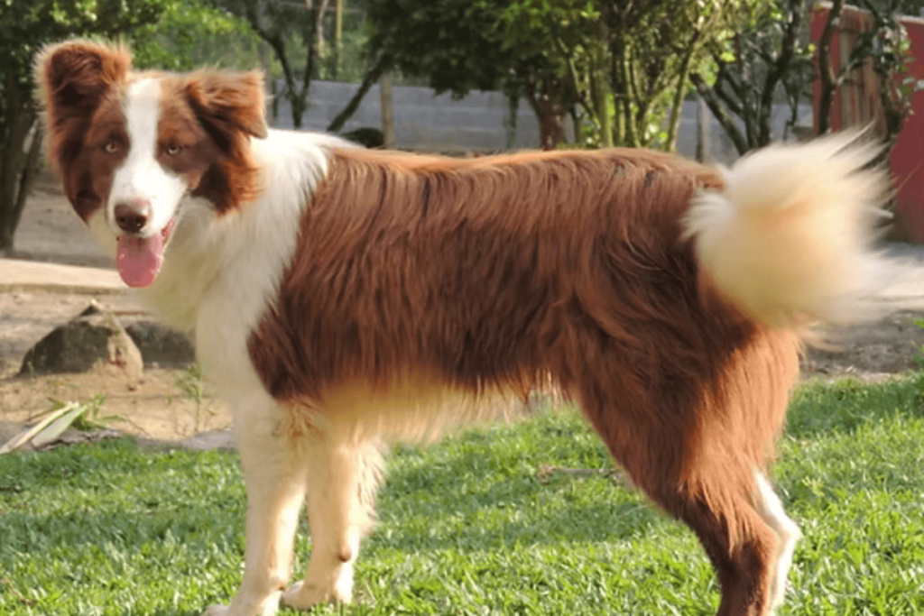 Border Collie Marrom deitado na grama, destacando sua pelagem única e expressão atenta.