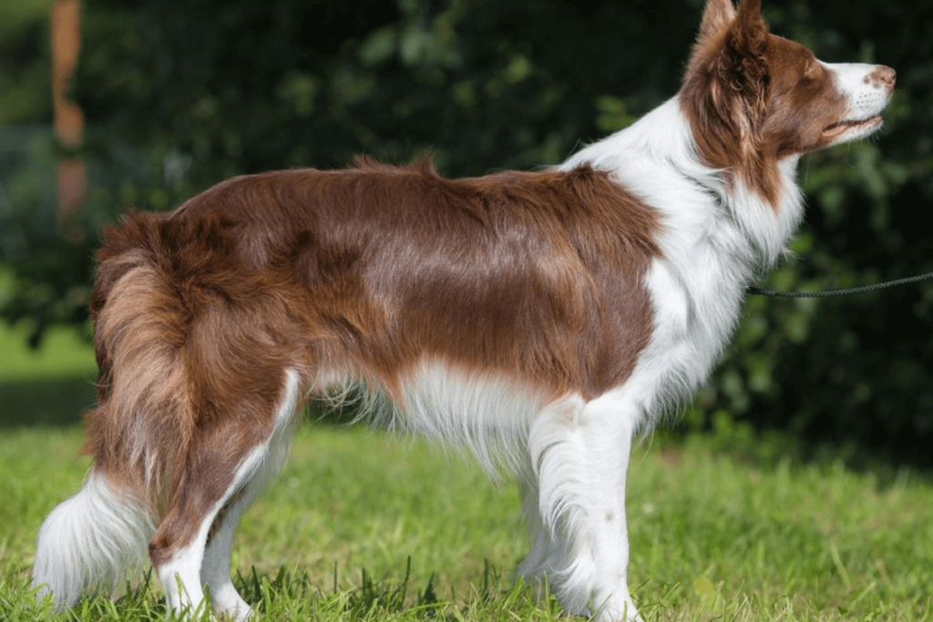 Border Collie Marrom deitado na grama, destacando sua pelagem única e expressão atenta.