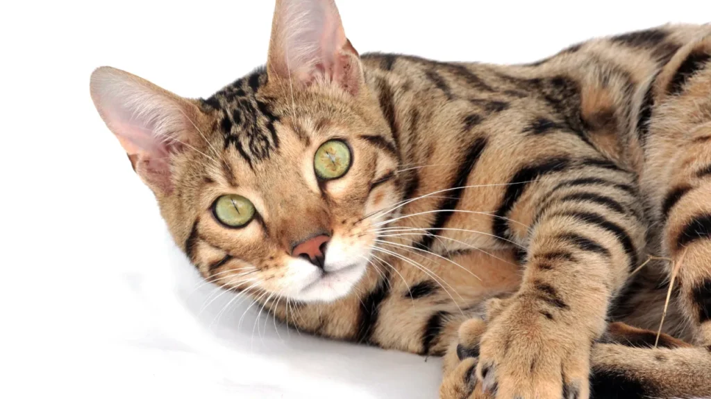 Filhote de gato Bengal brincando com um novelo de lã colorido