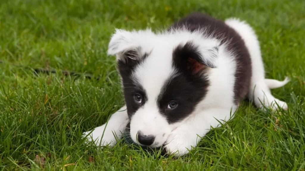 Guia Completo para Criar seu Border Collie Filhote
