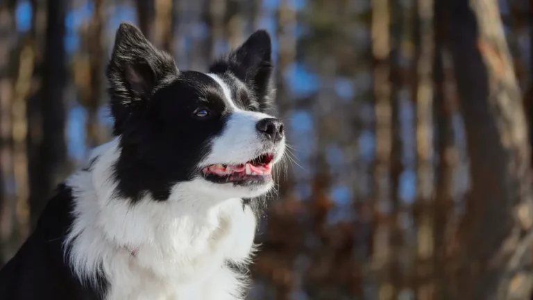 Border Collie adestramento