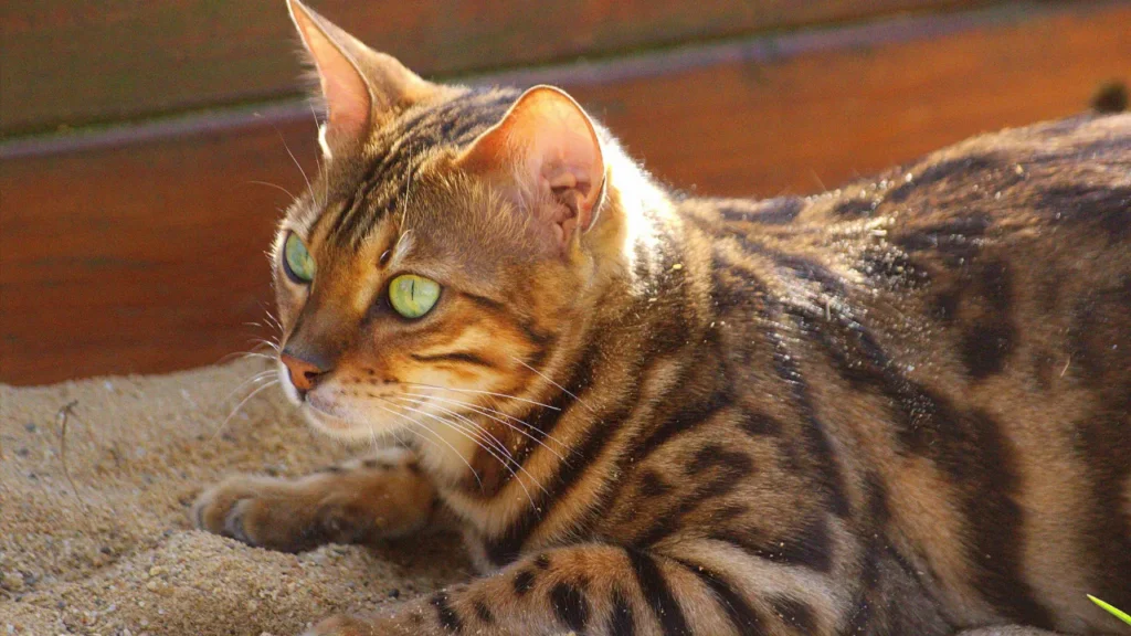 Descubra se o gato bengal é perigoso