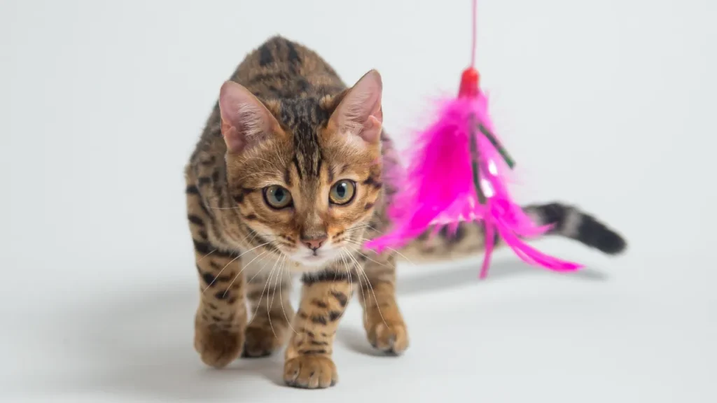 Gato bengal filhote
