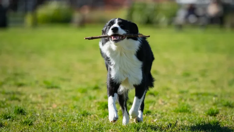 Border Collie preço no Brasil: Guia Completo