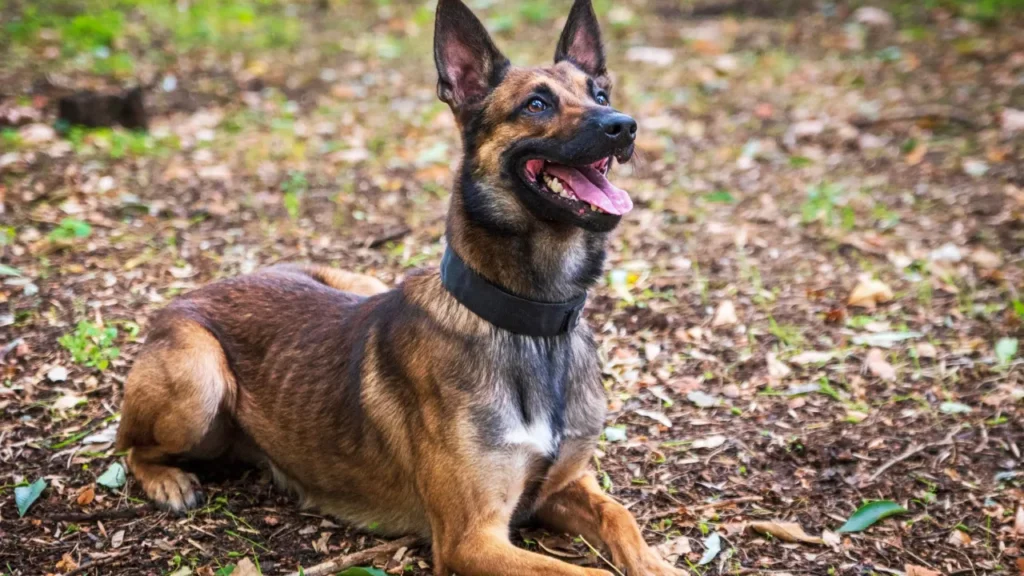 Cão Pastor Malinois