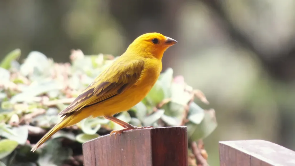Canário Belga Cantando Para Fêmea