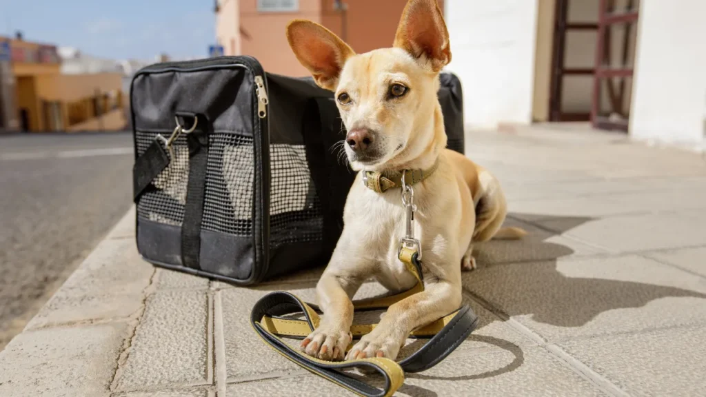 viajar com cães em avião viajar com cães em avião