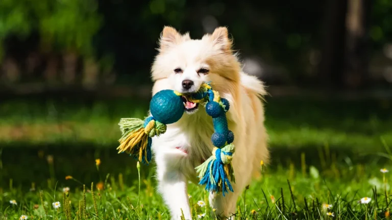 brinquedos para cachorro
