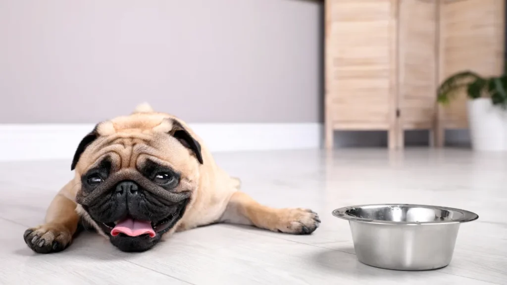dicas sobre cachorros dicas sobre cachorros