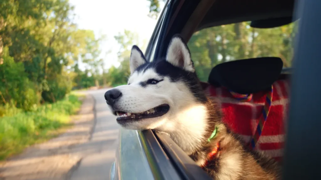 viajar com cães em avião