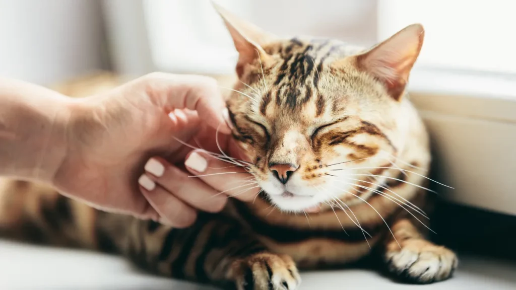 Gato bengal é perigoso? Gato bengal é perigoso?