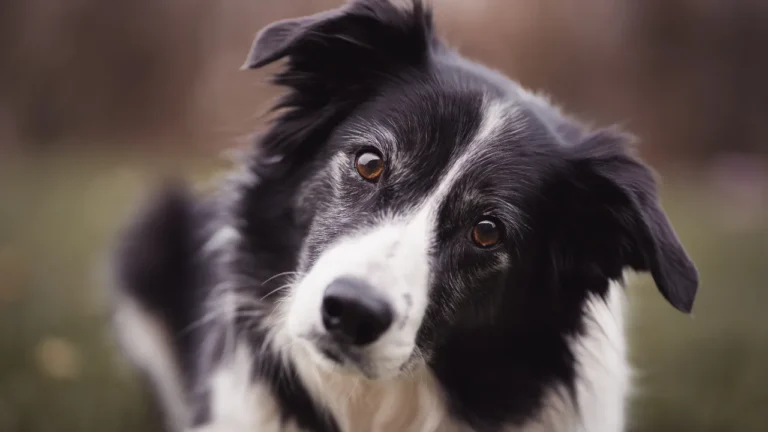 quais são os dez animais mais inteligentes do mundo​