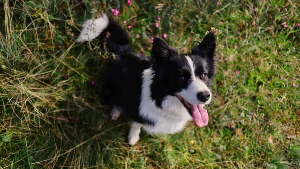 quais são os dez animais mais inteligentes do mundo quais são os dez animais mais inteligentes do mundo