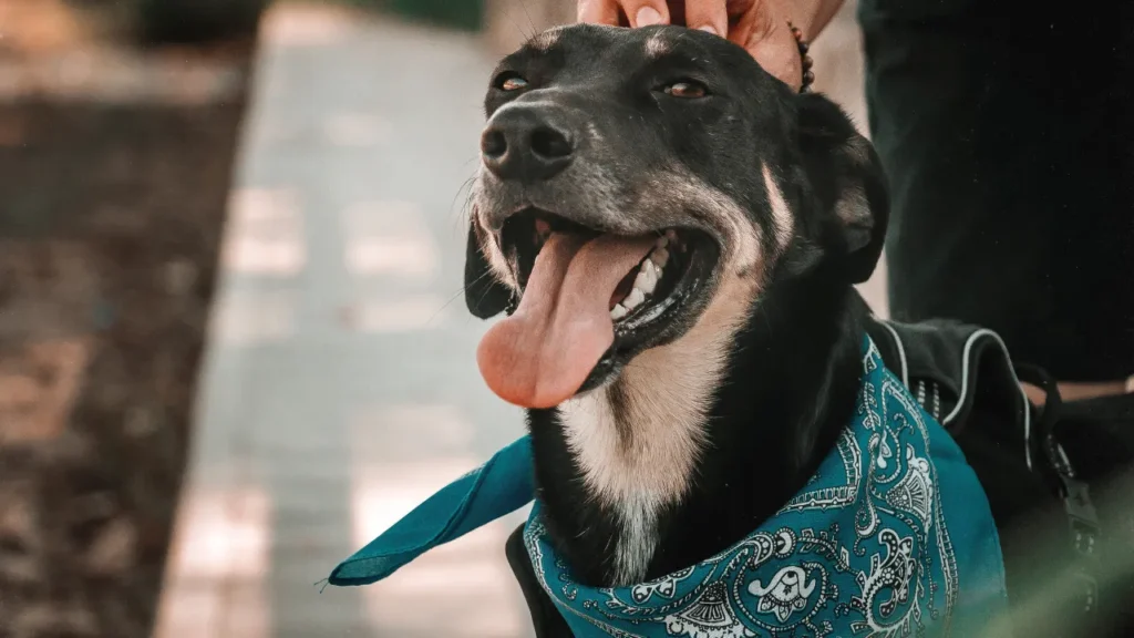 Com quantos anos pode castrar um cachorro Com quantos anos pode castrar um cachorro