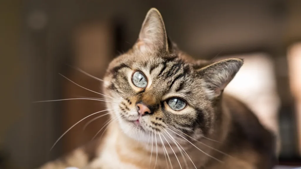 FIV e FeLV sintomas: os sinais que todo tutor precisa conhecer FIV e FeLV sintomas: os sinais que todo tutor precisa conhecer