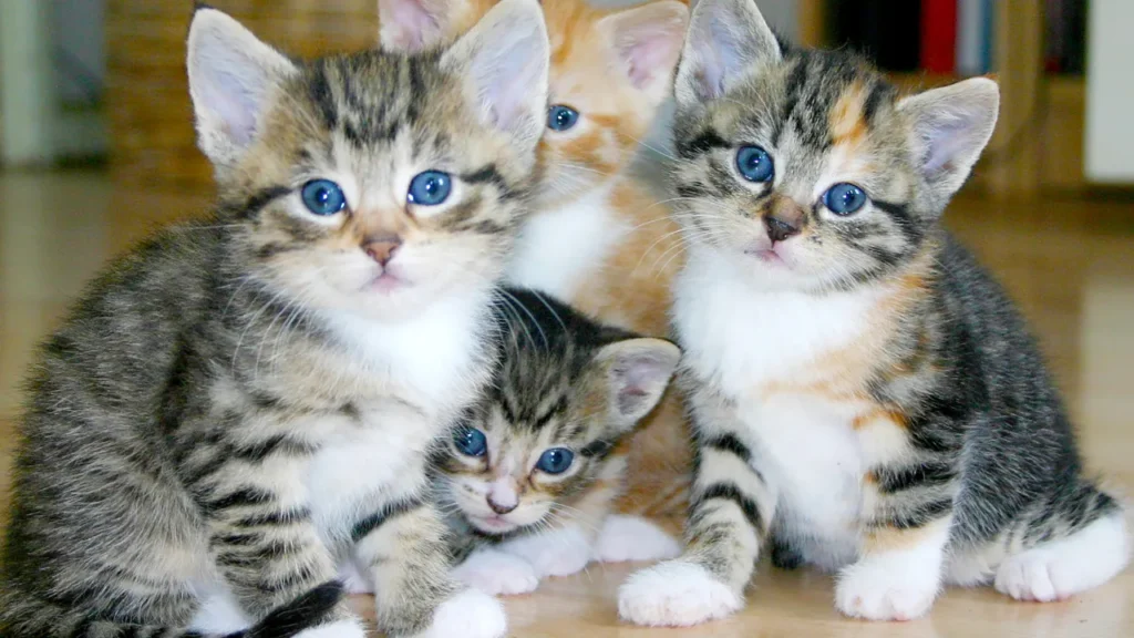 FIV e FeLV passa para humanos? FIV e FeLV passa para humanos?