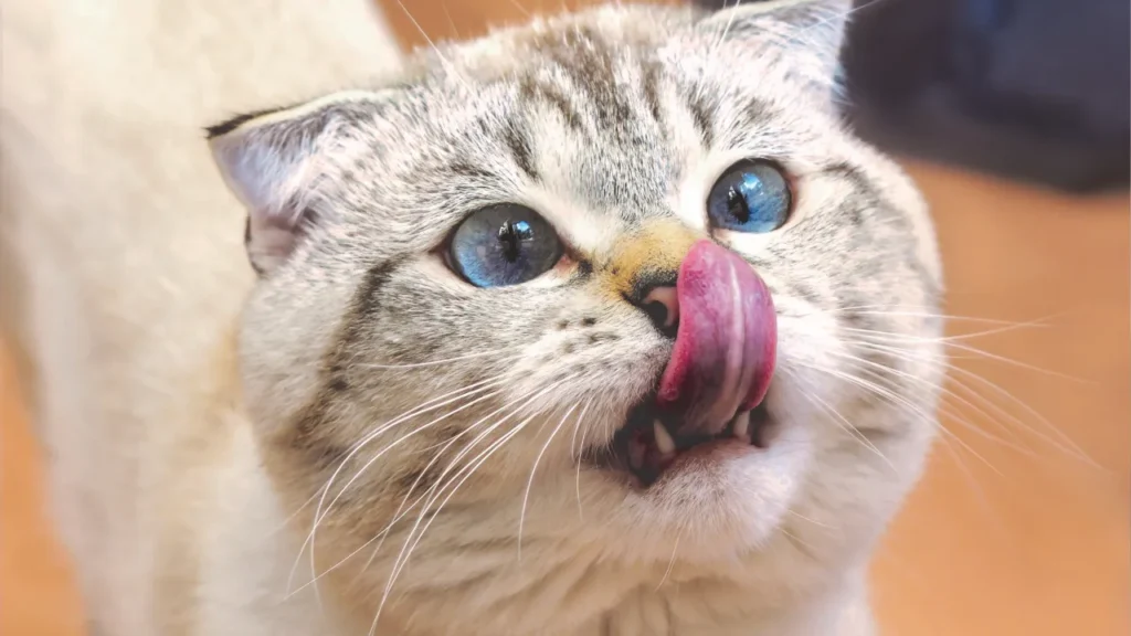 FIV e FeLV: como proteger seu gato