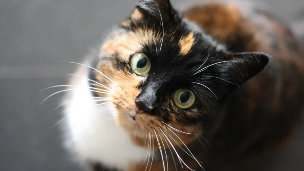 Teste de FIV e FeLV Teste de FIV e FeLV