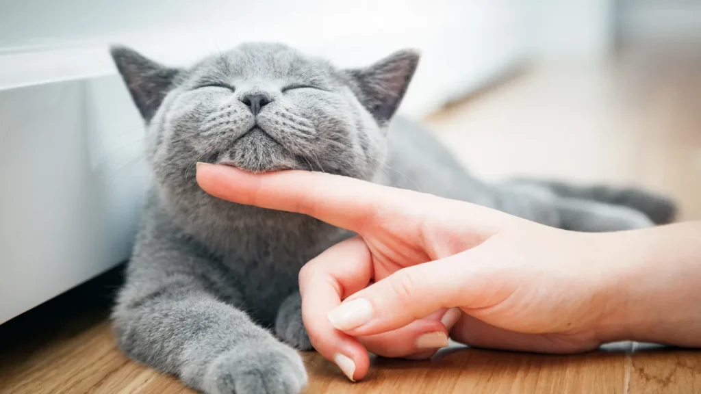 O que é FIV e FeLV O que é FIV e FeLV