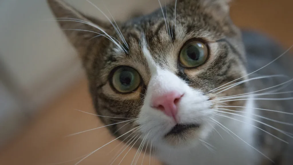 Sintomas de FIV e FeLV Sintomas de FIV e FeLV