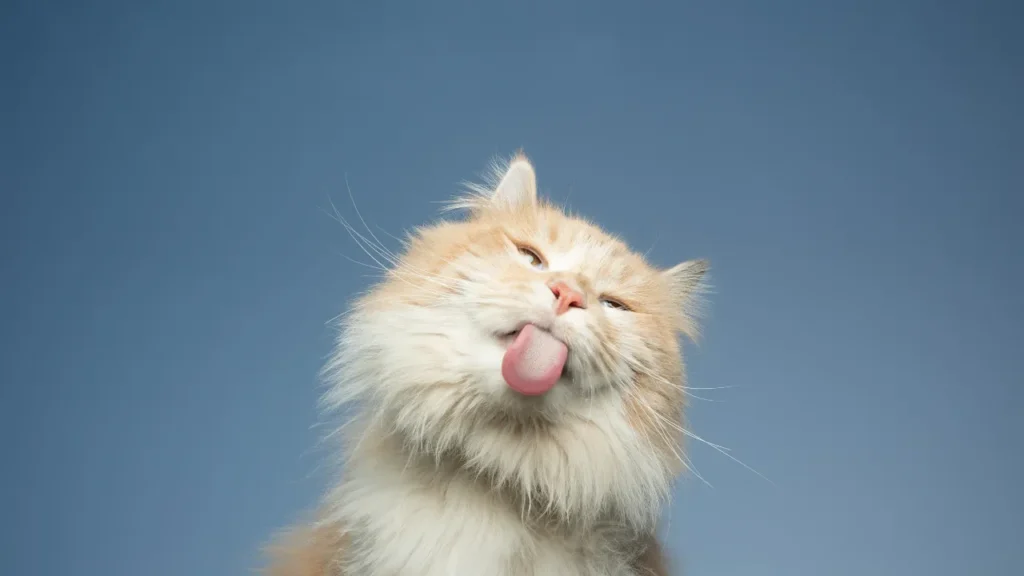 Sintomas de FIV e FeLV Sintomas de FIV e FeLV