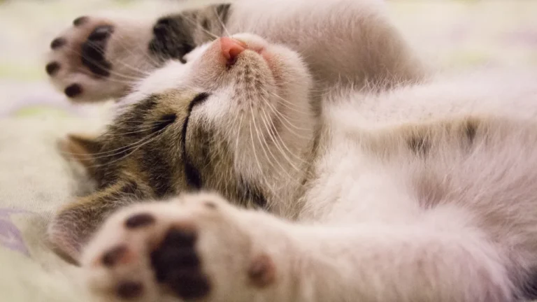 FIV e FeLV passa para humanos?