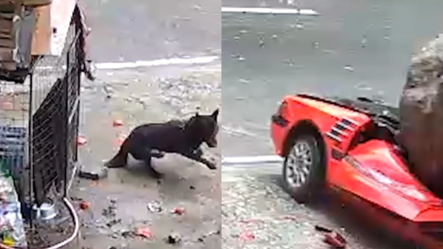 Cadela escapa ilesa quando rocha de 30 toneladas destrói carro nas Filipinas - Imagem do artigo original