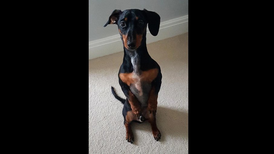 Cão senta-se ereto? Postura revela boa condição muscular, diz especialista - Imagem do artigo original