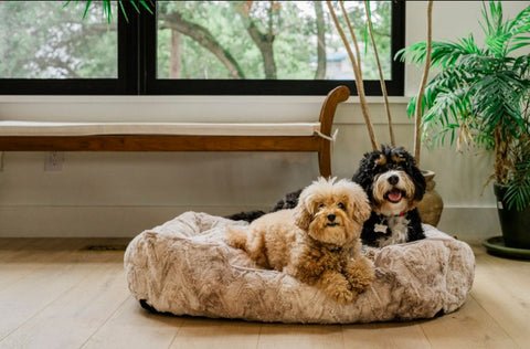 Como escolher a cama ideal para o seu cão e ajudar o ambiente - Imagem do artigo original