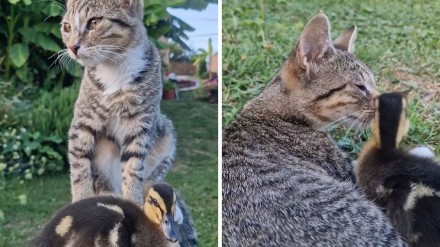 Vídeo de gato que acarinha patinho soma mais de 200 mil visualizações no Instagram - Imagem do artigo original