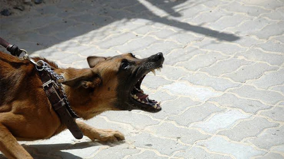 Agosto reforça alerta para a raiva e vacinação gratuita de cães e gatos - Imagem do artigo original