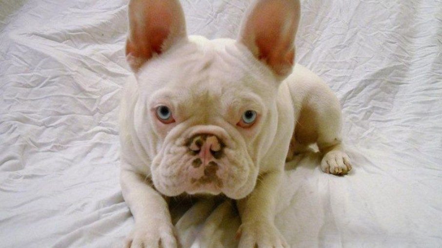 Geneticista alerta para riscos de criar bulldogs franceses albinos no Brasil - Imagem do artigo original