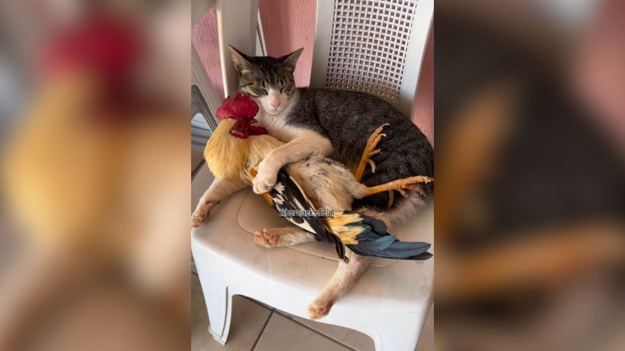 Vídeo mostra gato e galo em abraço improvável e soma milhares de visualizações - Imagem do artigo original