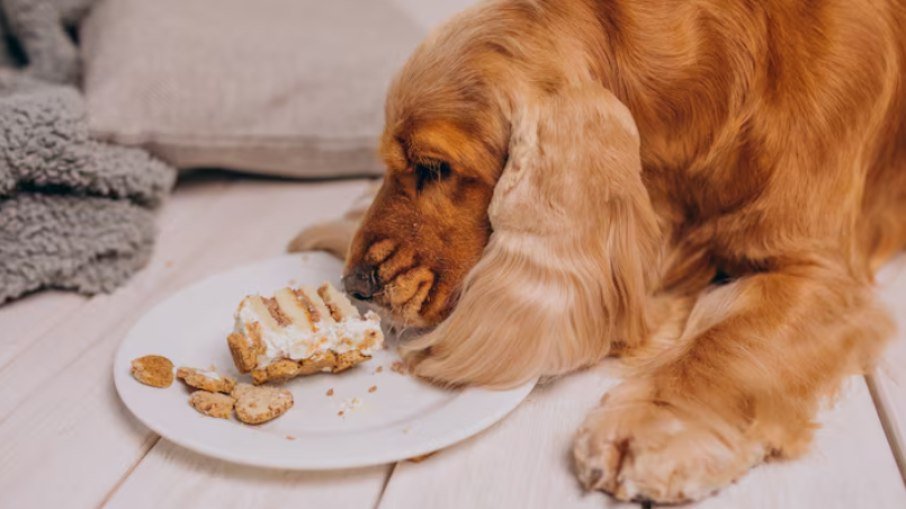 Veterinária revela passos essenciais para prevenir obesidade em cães e gatos - Imagem do artigo original