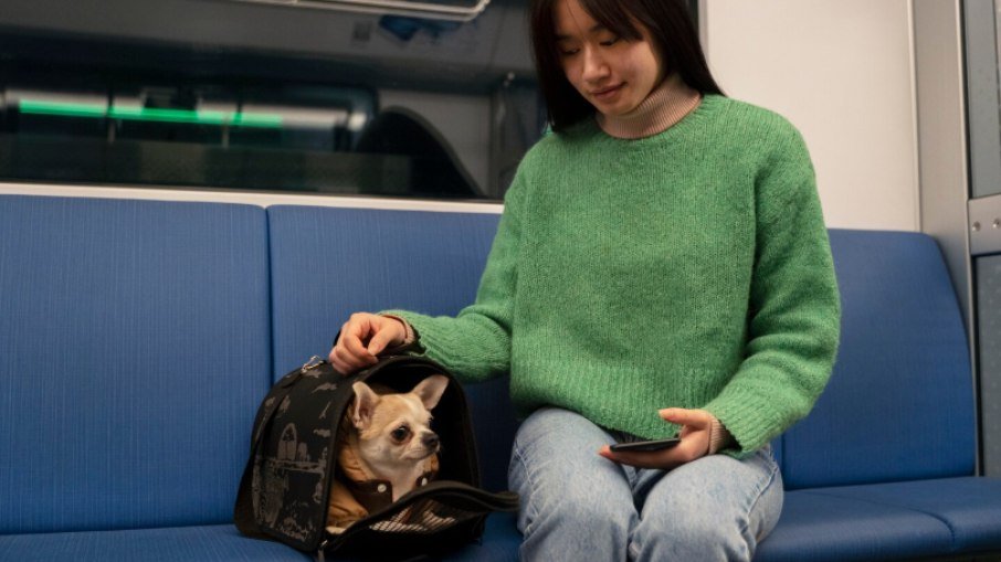 Viajar de autocarro com o seu animal: regras, documentos e dicas essenciais - Imagem do artigo original