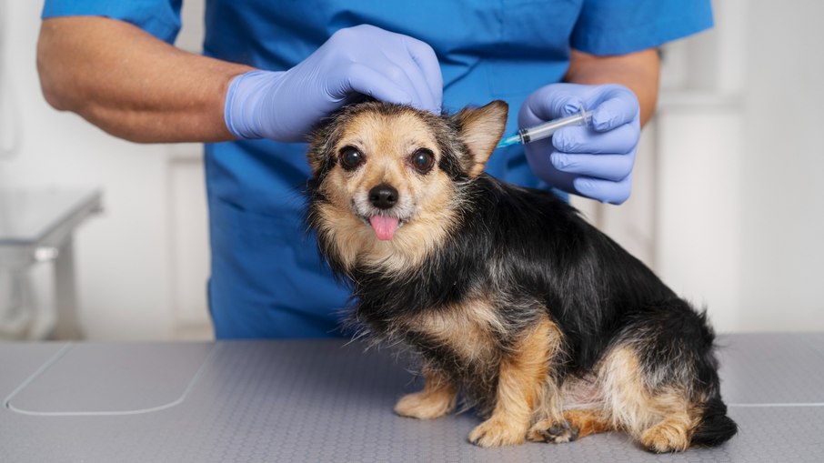 Comissão aprova vacinação gratuita obrigatória de animais no Brasil - Imagem do artigo original