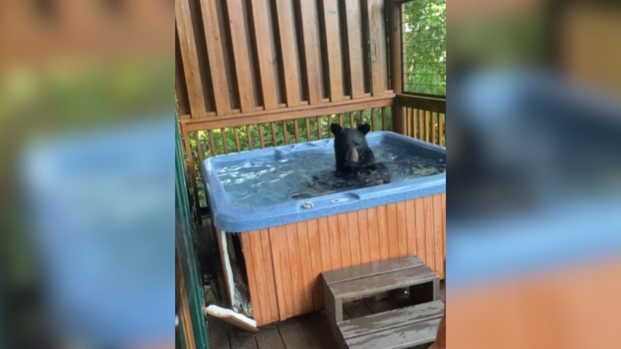 Urso preto mergulha em hidromassagem e surpreende turistas no Tennessee - Imagem do artigo original