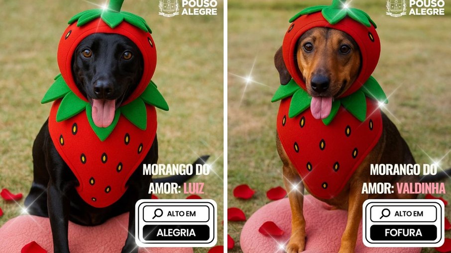 Campanha usa IA e cães fantasiados para impulsionar adoção em Pouso Alegre - Imagem do artigo original
