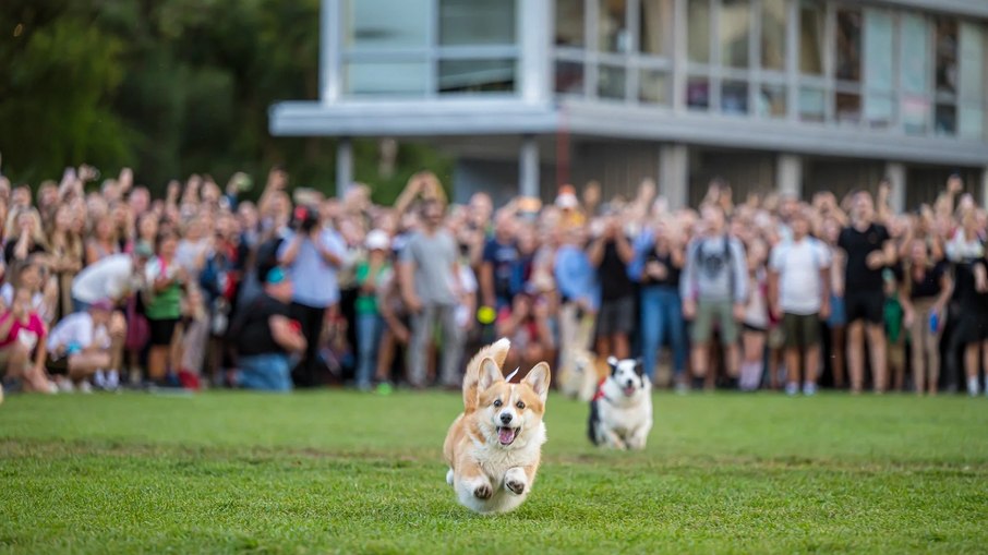 Vilnius recebe corrida de Corgis com fantasias, latidos e duelos de velocidade - Imagem do artigo original