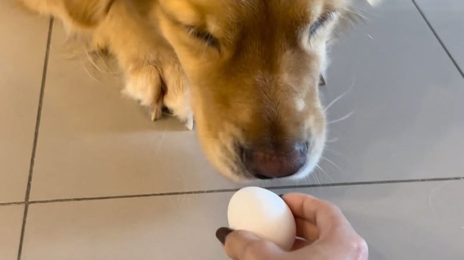 Golden Retriever transporta ovo cru sem partir e vídeo viraliza no Instagram - Imagem do artigo original
