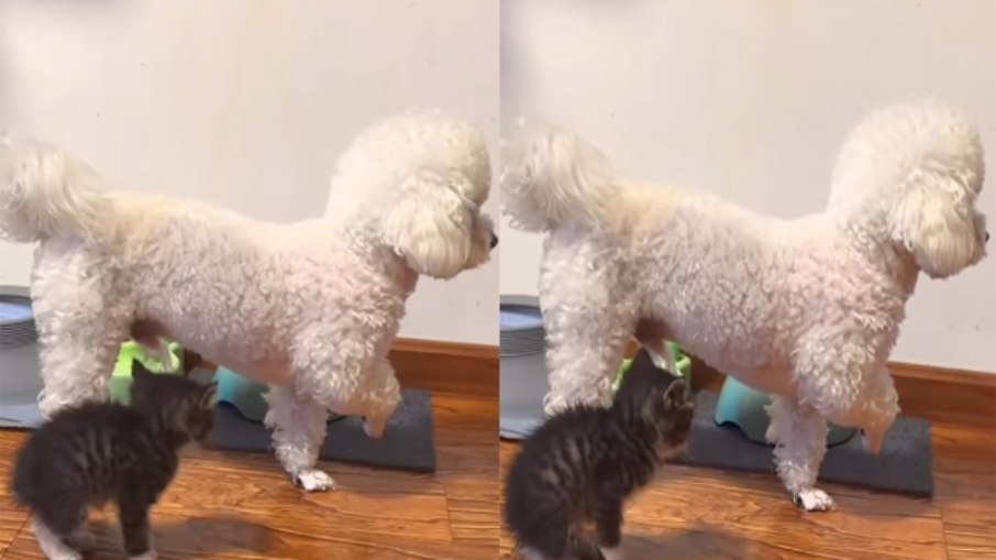 Vídeo mostra cão que fica imóvel ao ver gato e reacende debate sobre convivência entre espécies - Imagem do artigo original
