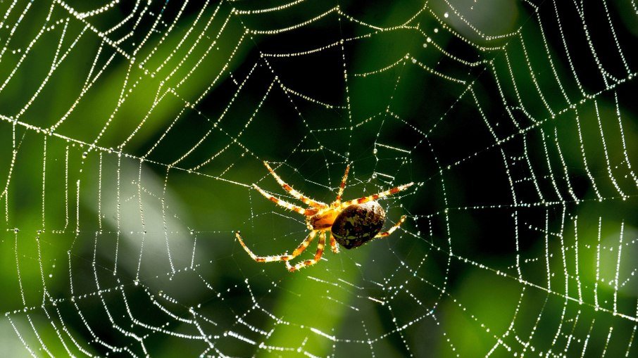 Especialista ensina a identificar aranhas perigosas e evitar picadas em casa - Imagem do artigo original