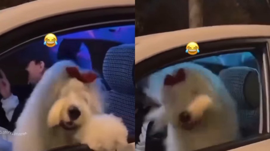 Vídeo mostra cão Bobtail a dançar no carro e conquista milhares nas redes sociais - Imagem do artigo original
