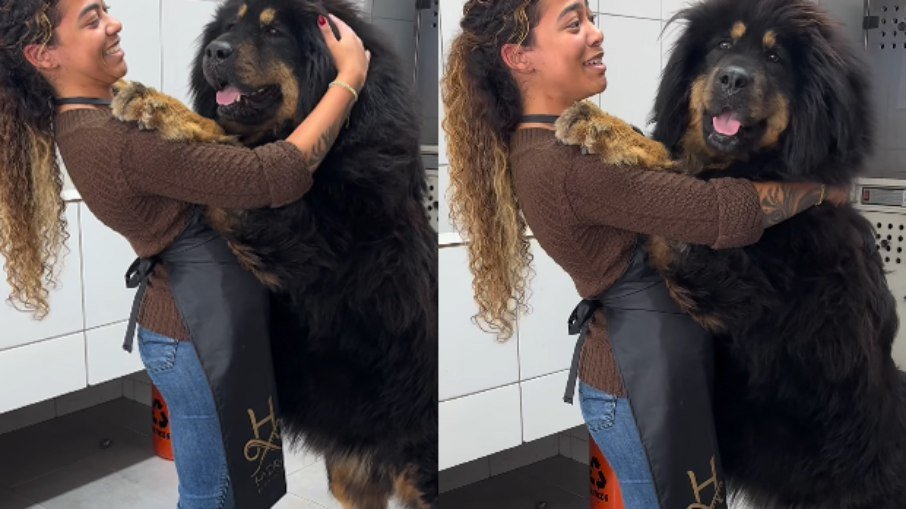 Banho de mastim tibetano de 80 kg impressiona redes sociais - Imagem do artigo original
