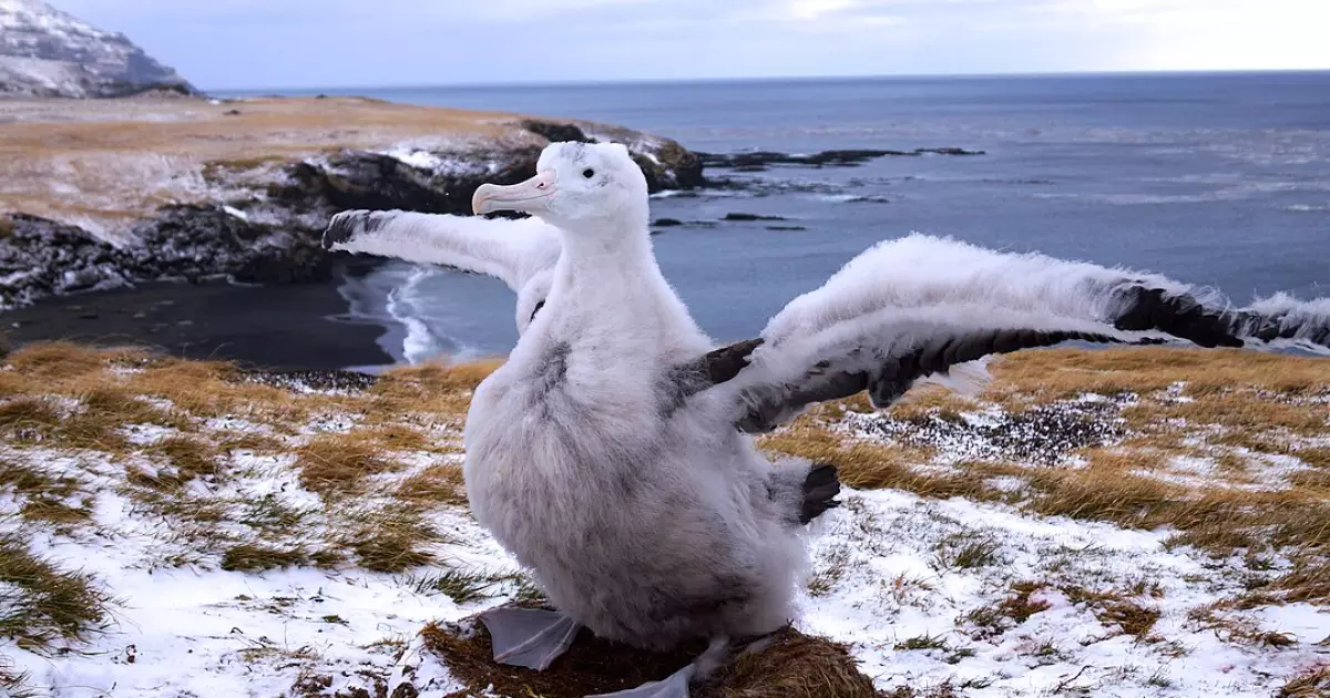 Descobre as maiores aves do mundo e o que as torna gigantes - Imagem do artigo