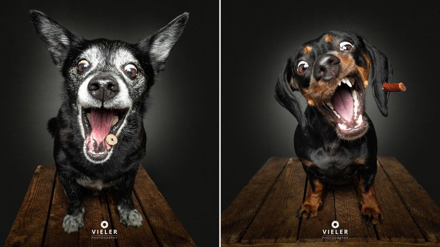 Fotógrafo alemão volta a viralizar com retratos cómicos de cães - Imagem do artigo original