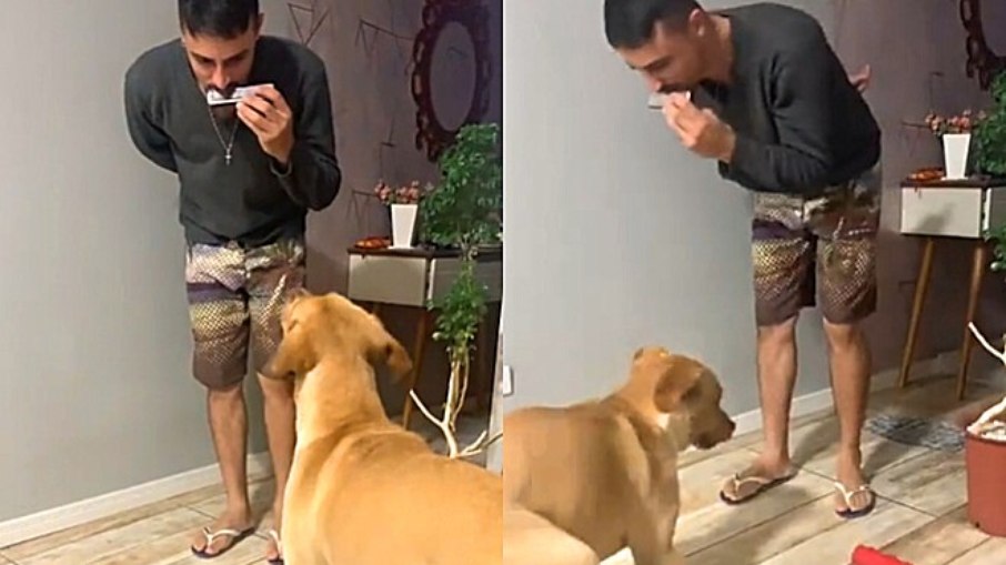 Cadela labrador dança ao som de gaita e conquista milhões no TikTok - Imagem do artigo original